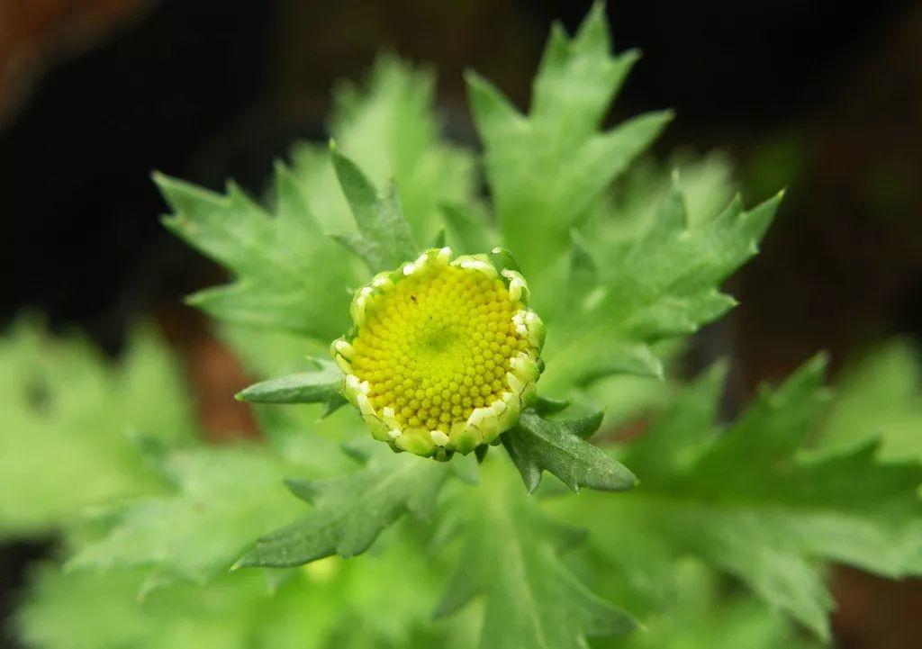 花花世界|夏季植物驅(qū)蚊，你值得擁有！