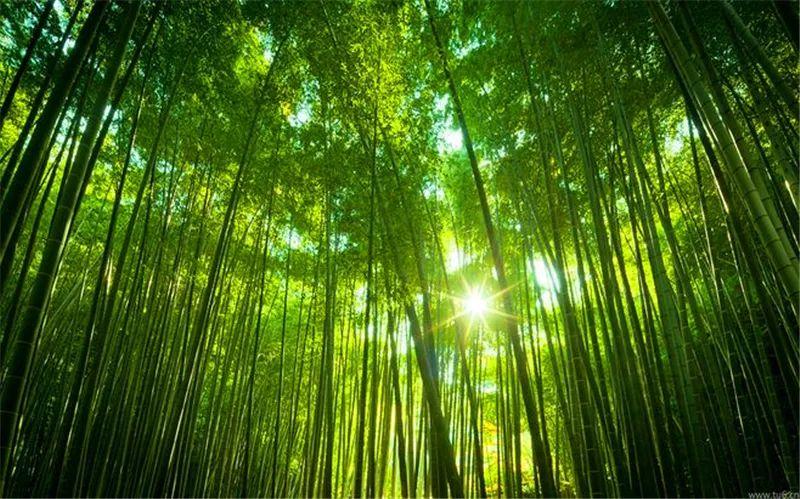 微園林|創(chuàng)意景觀(guān)節(jié)點(diǎn)，會(huì)