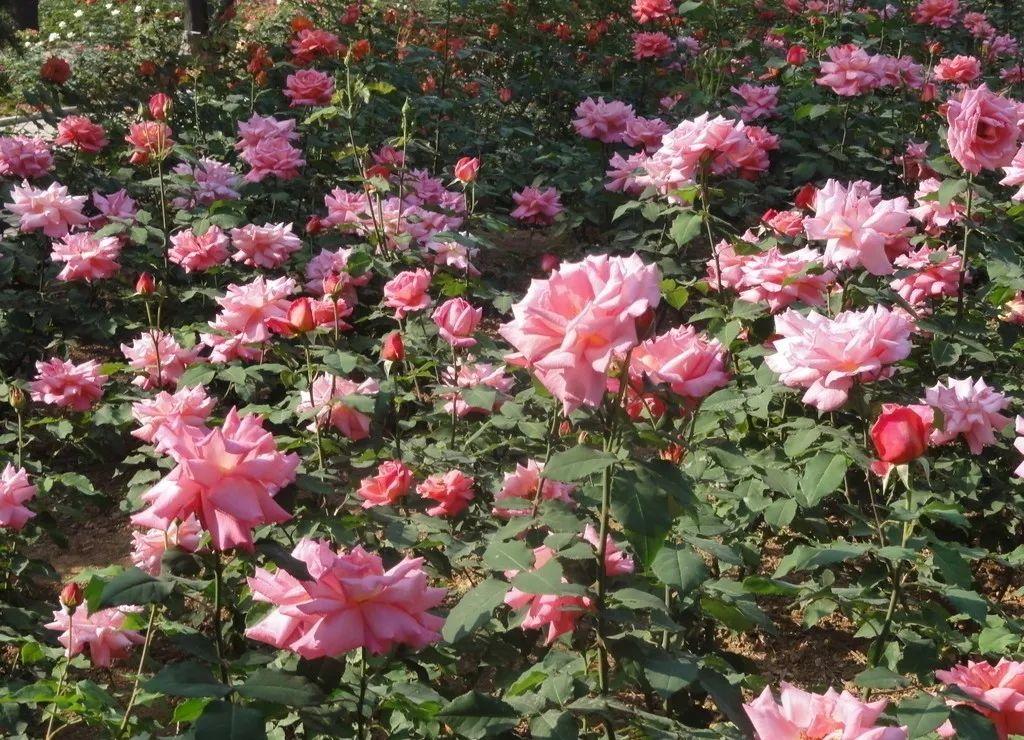 花花世界|夏季就應(yīng)該這么養(yǎng)植物！