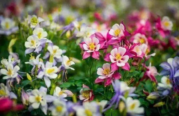 花花世界|那些名字與顏值不符的花！
