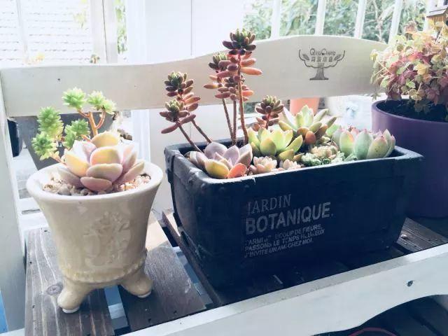 花花世界|多肉植物如何澆水？