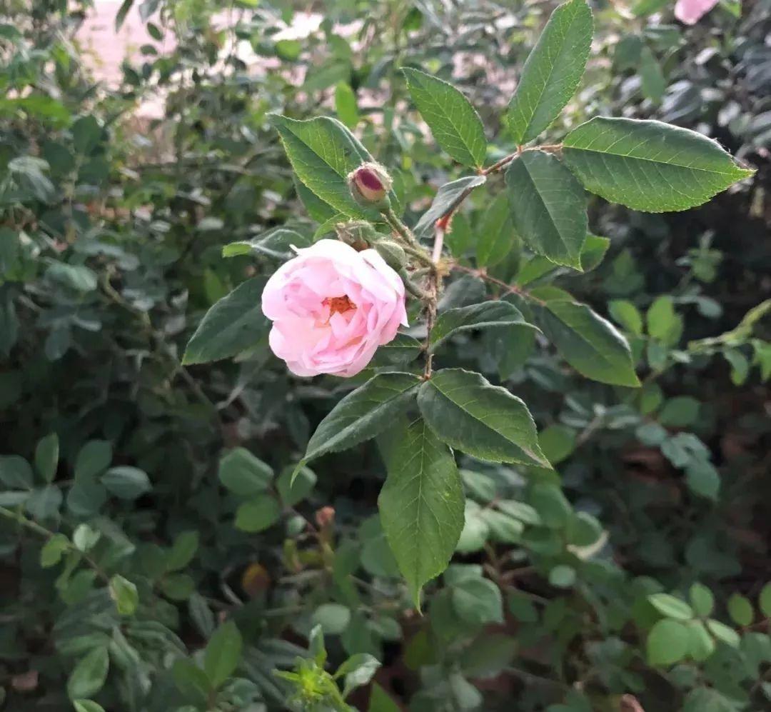 花花世界|夏季就應(yīng)該這么養(yǎng)植物！