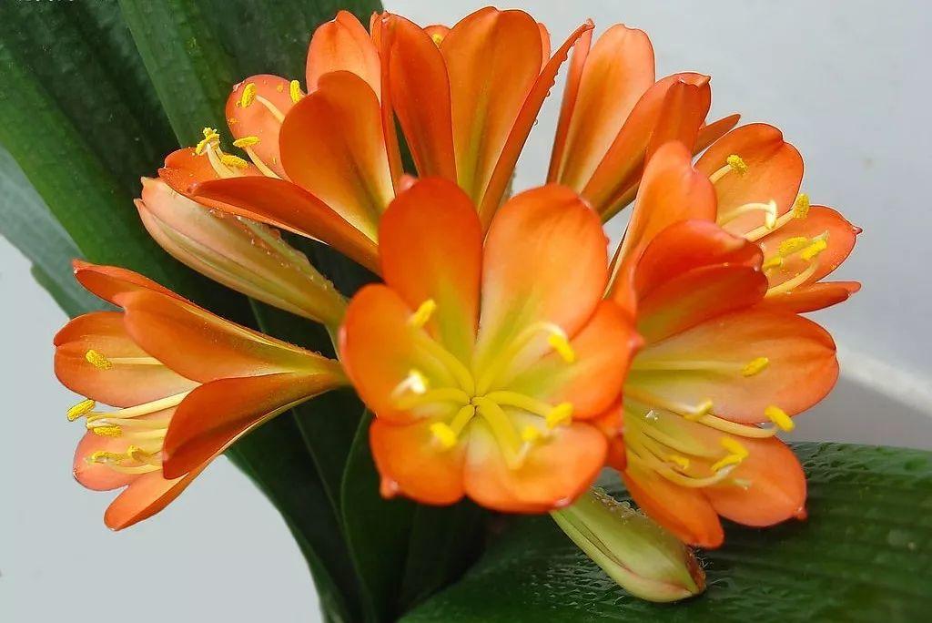 花花世界|夏季就應(yīng)該這么養(yǎng)植物！
