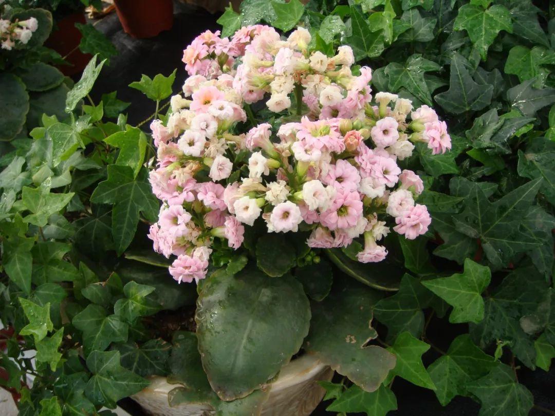 花花世界|夏季就應(yīng)該這么養(yǎng)植物！