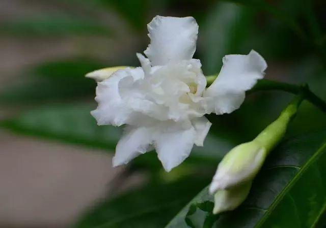 花花世界|那些名字與顏值不符的花！