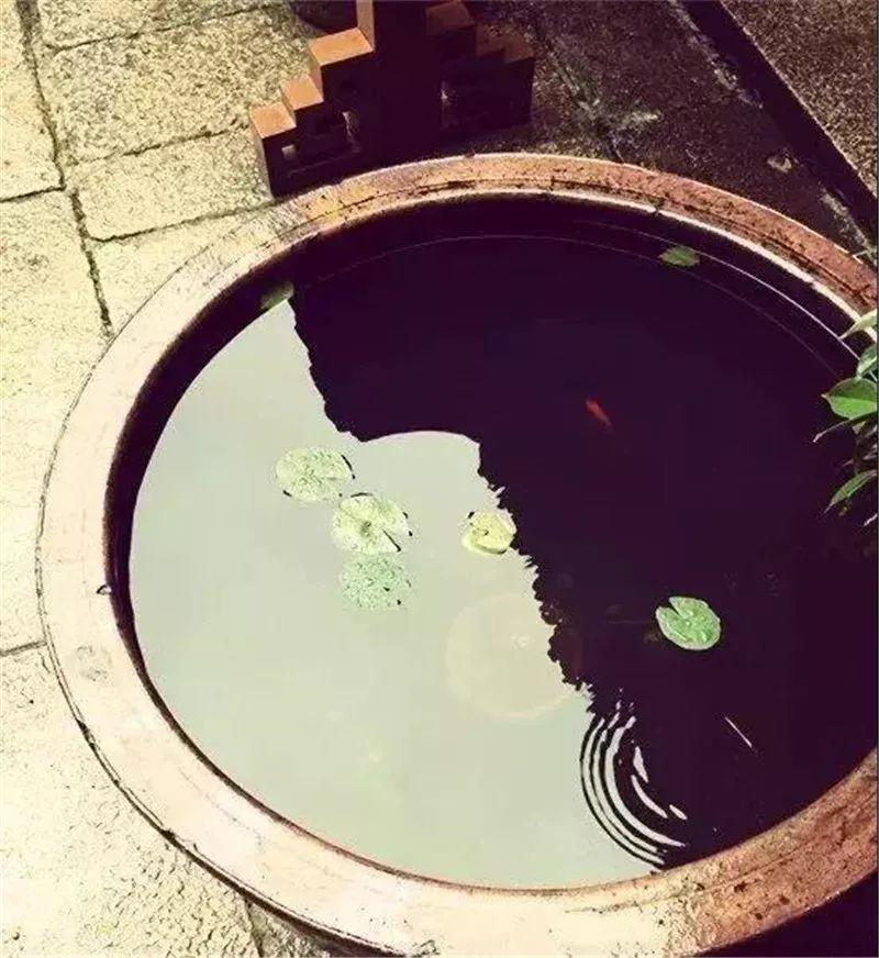 微園林|老缸 · 庭院中的一方山水 微園林|老缸 · 庭院中的一方山水