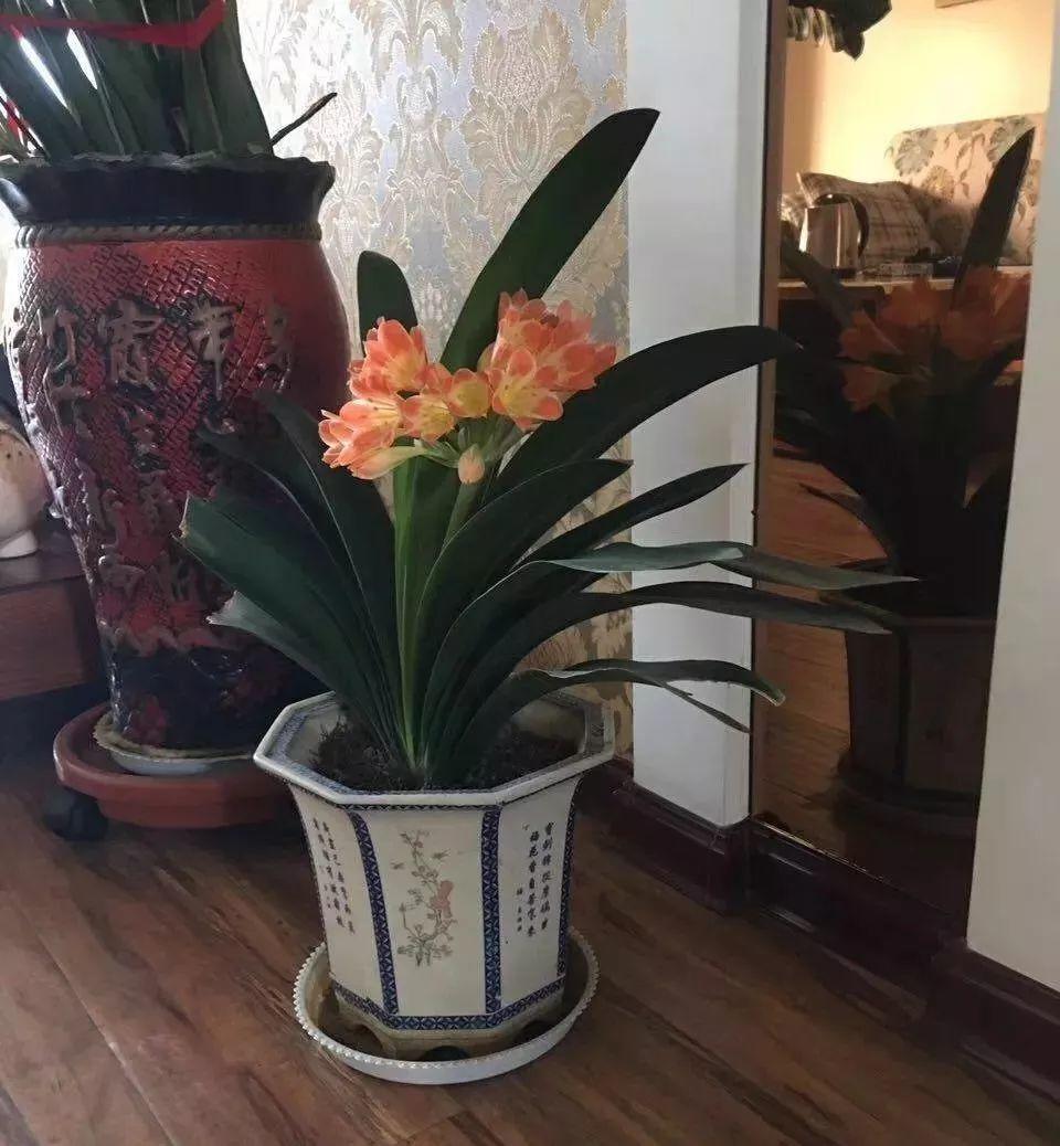 花花世界|夏季就應(yīng)該這么養(yǎng)植物！