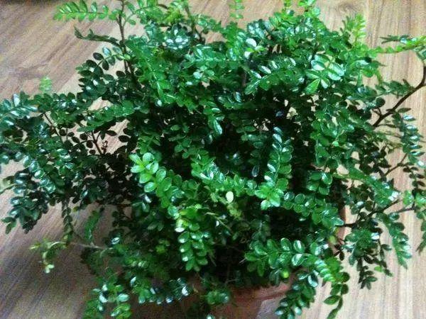 花花世界|夏季植物驅(qū)蚊，你值得擁有！