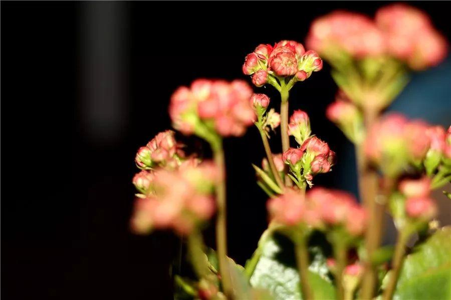 花花世界|夏季就應(yīng)該這么養(yǎng)植物！