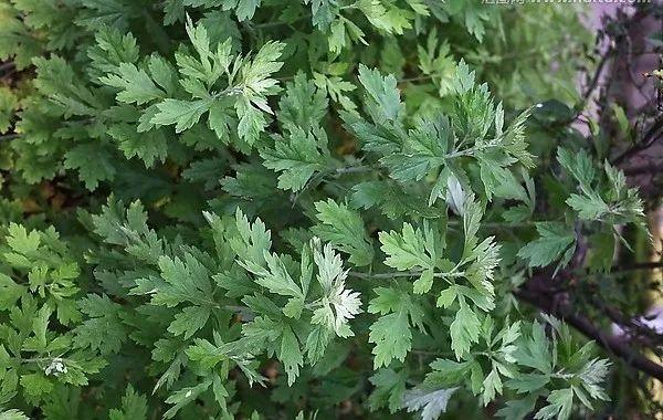 花花世界|夏季植物驅(qū)蚊，你值得擁有！