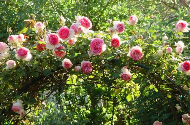 花花世界|一棵爬藤植物，讓整個院子成為花海