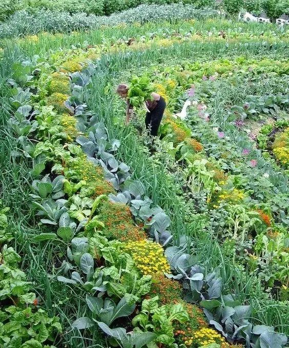 微園林|可食地景 · 花園式菜園的設(shè)計(jì)妙招