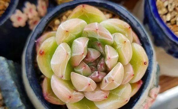 花花世界|“哪個養(yǎng)多肉的，沒在夏季痛哭過”