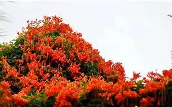花花世界|一棵爬藤植物，讓整個院子成為花海