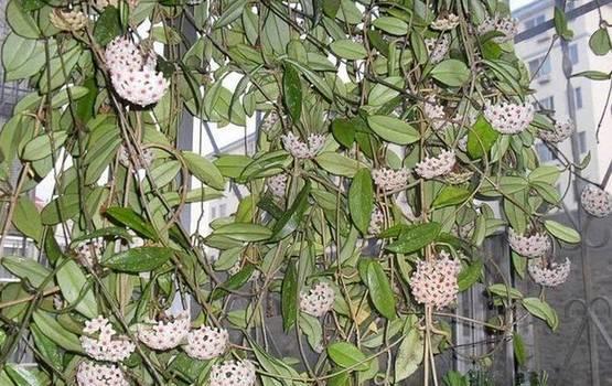 花花世界|一棵爬藤植物，讓整個院子成為花海