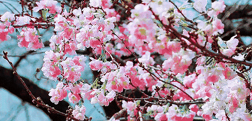 花花世界|一棵爬藤植物，讓整個院子成為花海