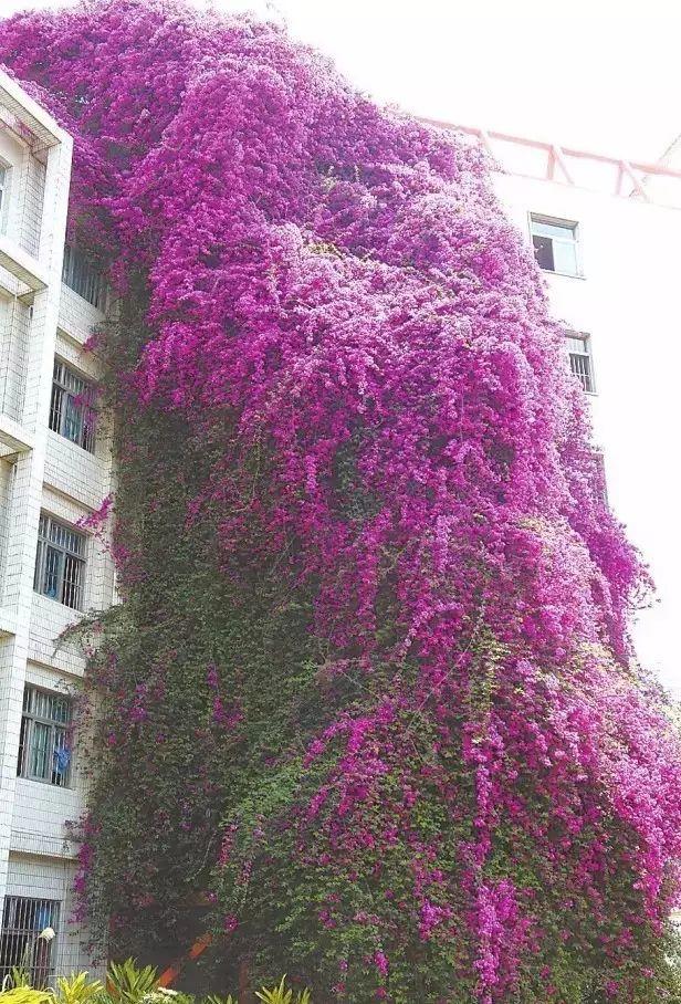 花花世界|一棵爬藤植物，讓整個院子成為花海