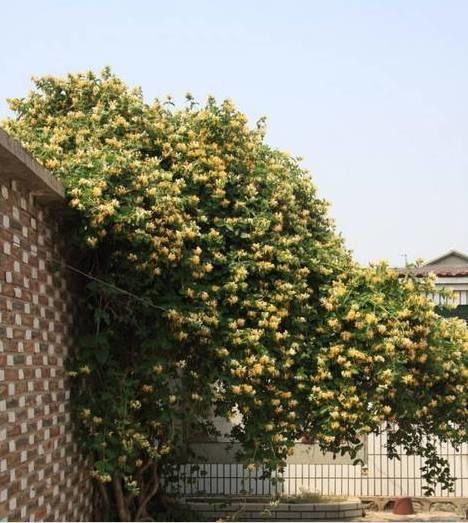 花花世界|一棵爬藤植物，讓整個院子成為花海
