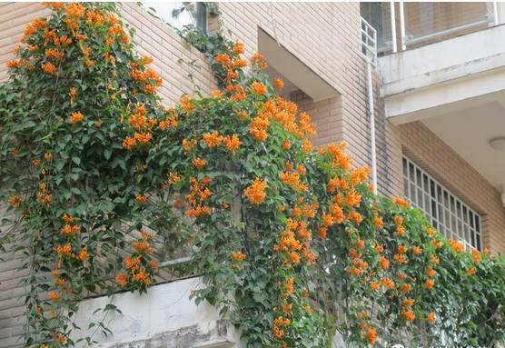 花花世界|一棵爬藤植物，讓整個院子成為花海