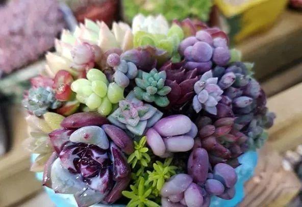 花花世界|“哪個養(yǎng)多肉的，沒在夏季痛哭過”