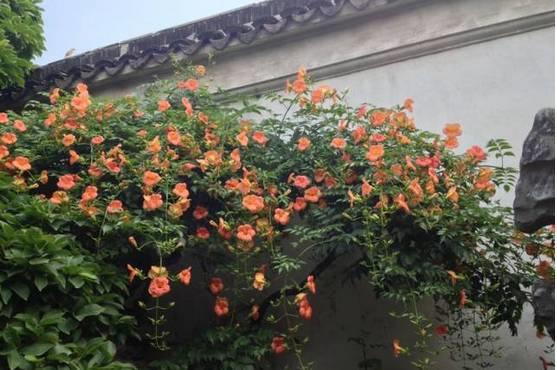 花花世界|一棵爬藤植物，讓整個院子成為花海