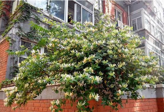花花世界|一棵爬藤植物，讓整個院子成為花海