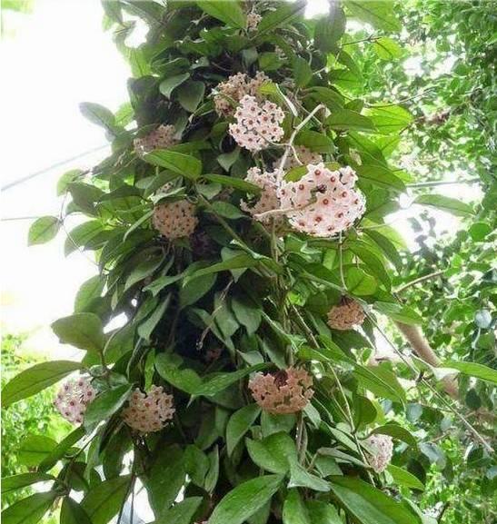 花花世界|一棵爬藤植物，讓整個院子成為花海