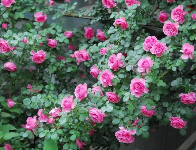 花花世界|一棵爬藤植物，讓整個院子成為花海