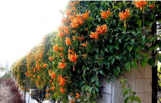 花花世界|一棵爬藤植物，讓整個院子成為花海