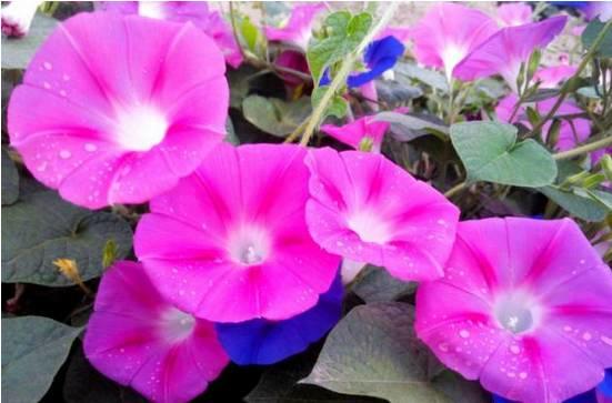 花花世界|一棵爬藤植物，讓整個院子成為花海