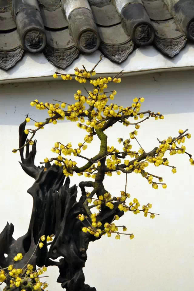 新視野|中國古建筑驚艷世界的美！
