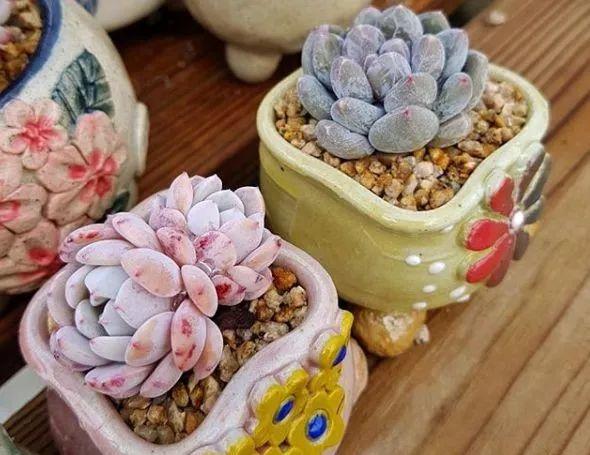 花花世界|“哪個養(yǎng)多肉的，沒在夏季痛哭過”