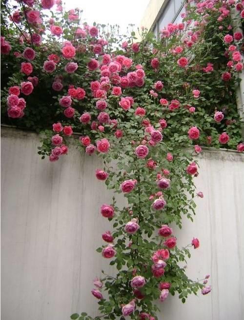 花花世界|一棵爬藤植物，讓整個院子成為花海