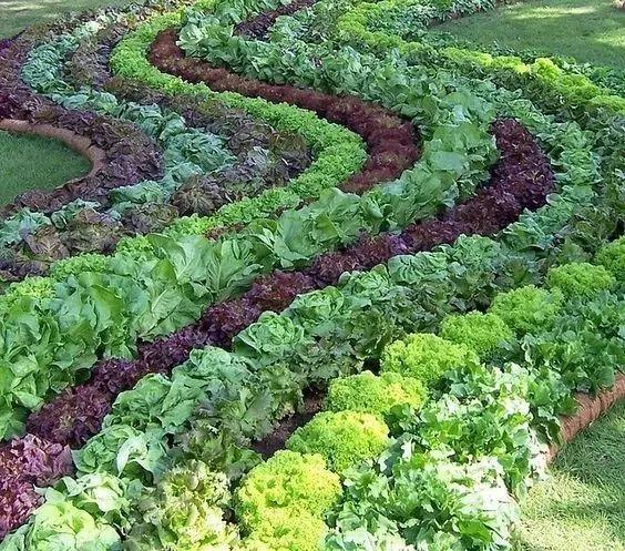 微園林|可食地景 · 花園式菜園的設(shè)計(jì)妙招