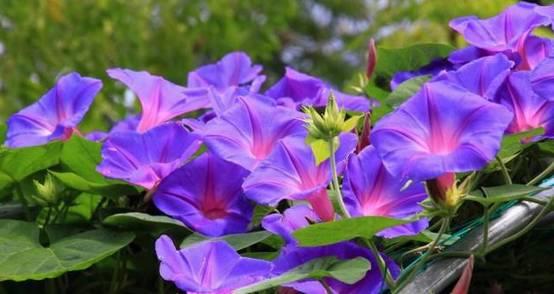花花世界|一棵爬藤植物，讓整個院子成為花海