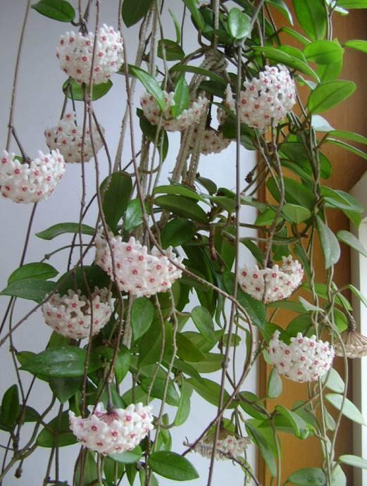 花花世界|一棵爬藤植物，讓整個院子成為花海