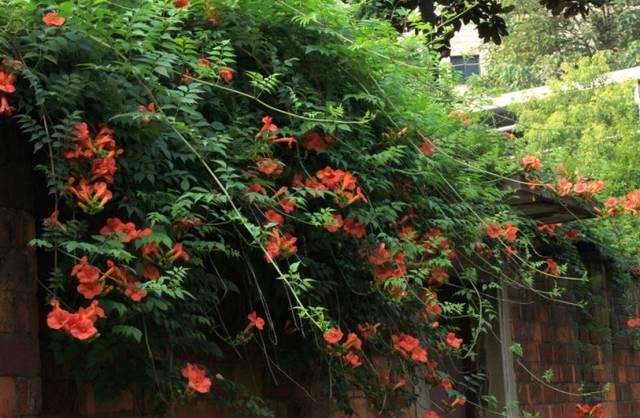花花世界|一棵爬藤植物，讓整個院子成為花海