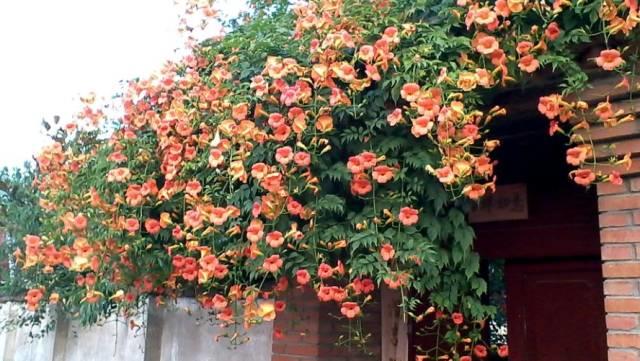 花花世界|一棵爬藤植物，讓整個院子成為花海