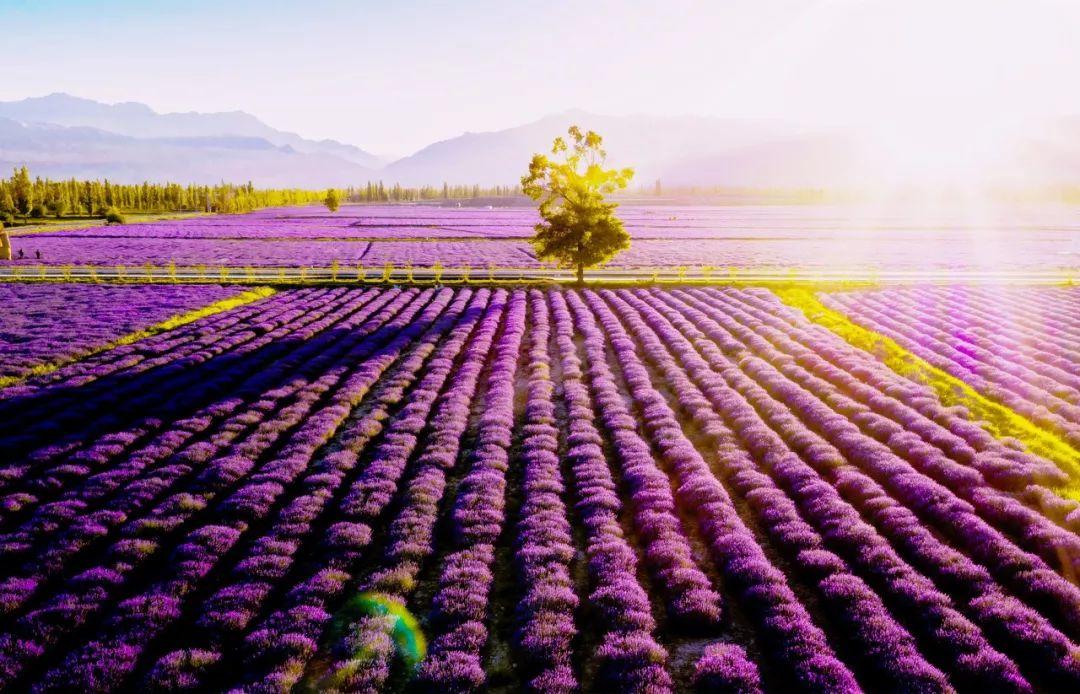 假期攻略|伊犁60000畝薰衣草，花開成海，美哭全世界