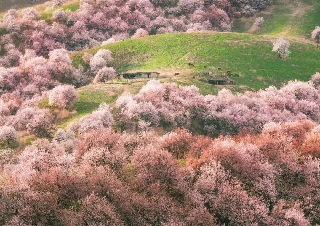 假期攻略|伊犁60000畝薰衣草，花開成海，美哭全世界