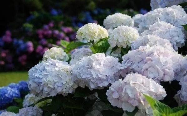 花花世界|從神劇“千與千尋”看植物配置與建筑！