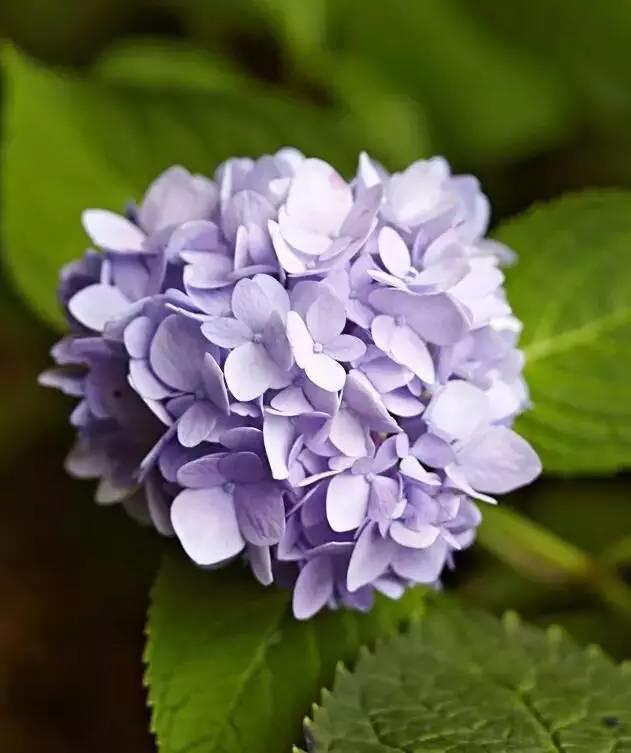 花花世界|花草界的“顏值王”竟然是它！