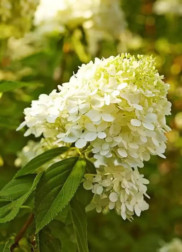 花花世界|花草界的“顏值王”竟然是它！