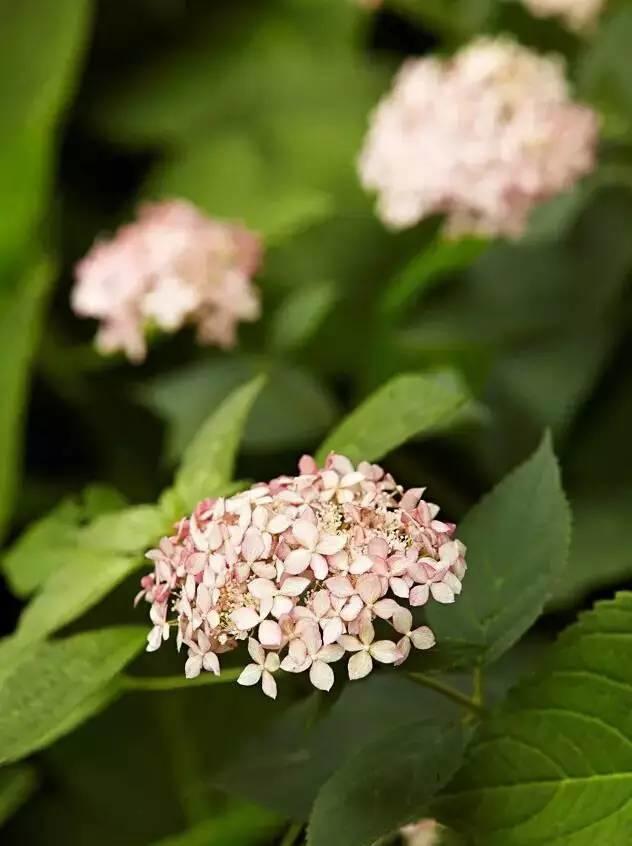 花花世界|花草界的“顏值王”竟然是它！