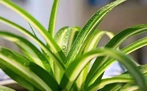 家裝小課堂|史上zui全的吸毒植物 · 新房必備
