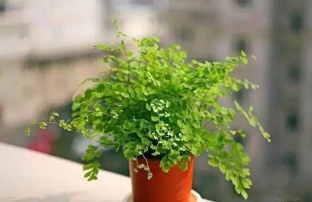 家裝小課堂|史上zui全的吸毒植物 · 新房必備