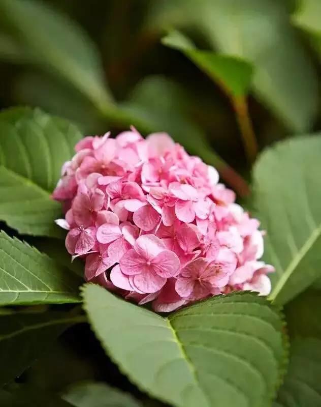 花花世界|花草界的“顏值王”竟然是它！