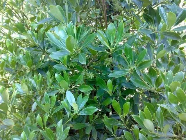 微園林|適合在庭院里種植的16種驅(qū)蚊植物