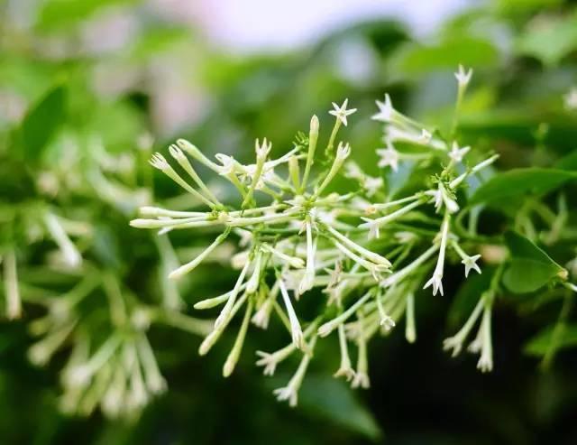 微園林|適合在庭院里種植的16種驅(qū)蚊植物