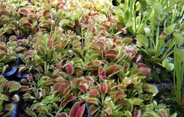 微園林|適合在庭院里種植的16種驅(qū)蚊植物